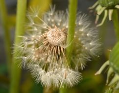 dandelion seeds, macro