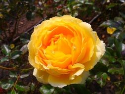 fluffy yellow rose in garden