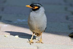 close up picture of mynah bird on stone