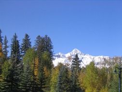 landscape of green spruce forest on a background of snowy mountain