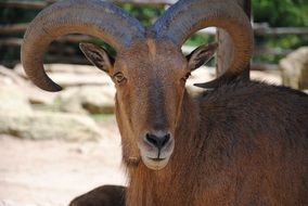 bewitching horns
