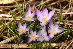 wild crocus among dry grass