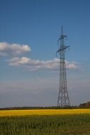 Rapeseed field landscape