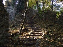 landscape of very beautiful forest in slovakia