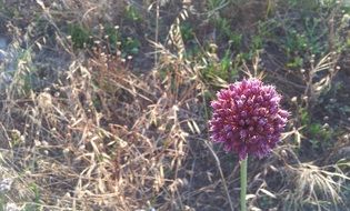wild purple flower in the field