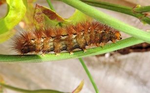 hairy caterpillar on the grass