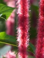 Beautiful Tropical Acalypha Hispida