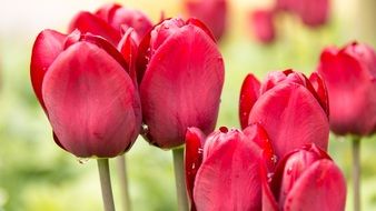 beautiful and delightful red spring tulips