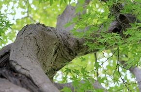 tree trunk with green twigs