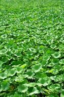 lotus leaf