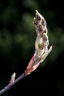 amelanchier large kernobstgewaechs