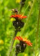 Picture of the insect in wild flowers