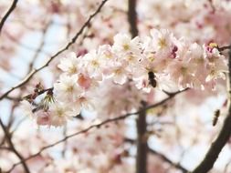 natural pink buds on the branch