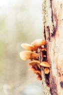 tree tribe mushrooms close-up on blurred background