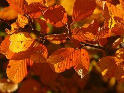 autumn bright foliage in the sunlight
