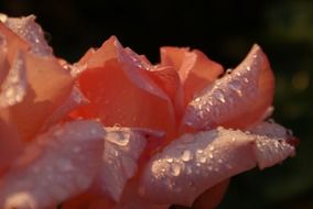 petals of pink roses in drops of water close-up on blurred background