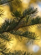 Macro photo of the needles in autumn