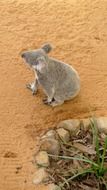 top view of gray koala