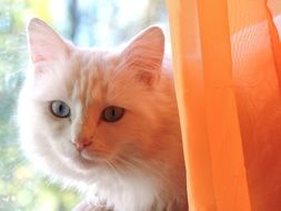 white cat