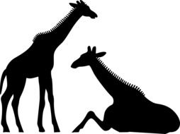 black silhouettes of giraffes on a white background