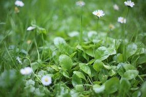 beautiful white daisy on green grass