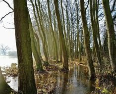 flooded forest after winter