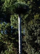 dragon Tree against the background of other trees