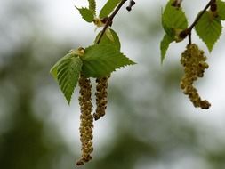 Birch leaves on the tree in spring