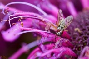 moth on a bright purple flower