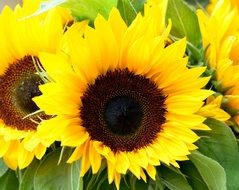 Bright colorful blooming sunflowers