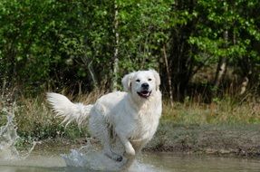 The golden retriever runs on the water