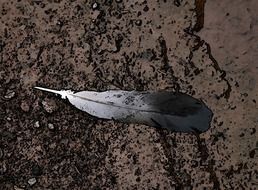 feather of a bird on the ground