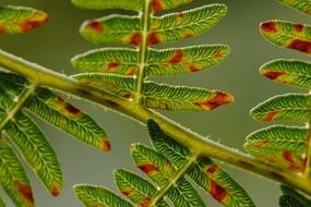 spotted fern leaves