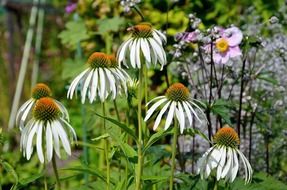 Beautiful and colorful flowers with white petals among other colorful plants