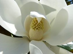 White magnolia flower close up