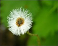 white flower on a blurry green background