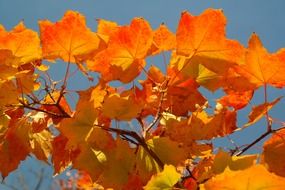bright colorful maple leaves in autumn