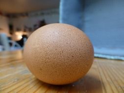 beige chicken egg, farm food