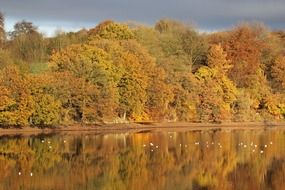 beautiful yellow autumn forest by the river