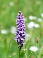 cloeup picture of the heath spotted orchid