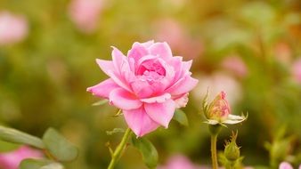 pink rose flower in a garden