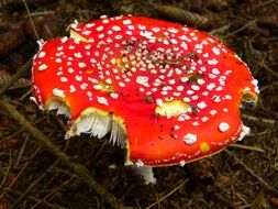 Top view of the fly agaric