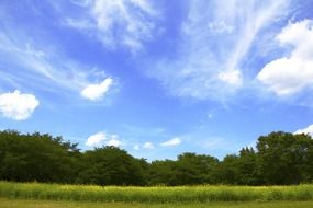 green forest and blue sky