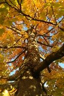 branchy maple tree in autumn