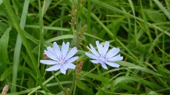 blue light purple chicory flowers