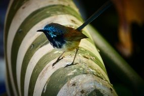 tine blue wren