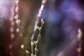 closeup picture of the plants