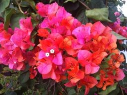 bougainvillea pink flower close