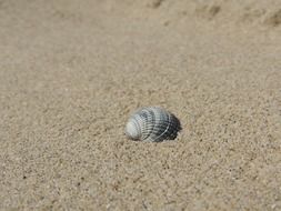 gray shell on brown sand