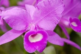 Pink and white orchid flowers